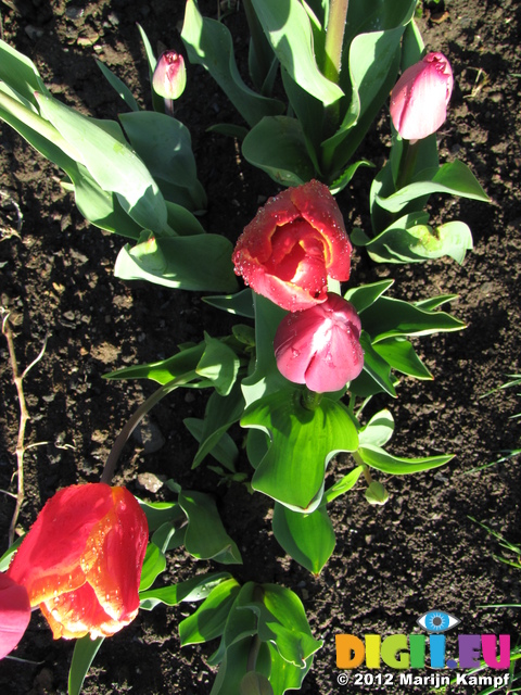 SX21962 Tulips in back garden